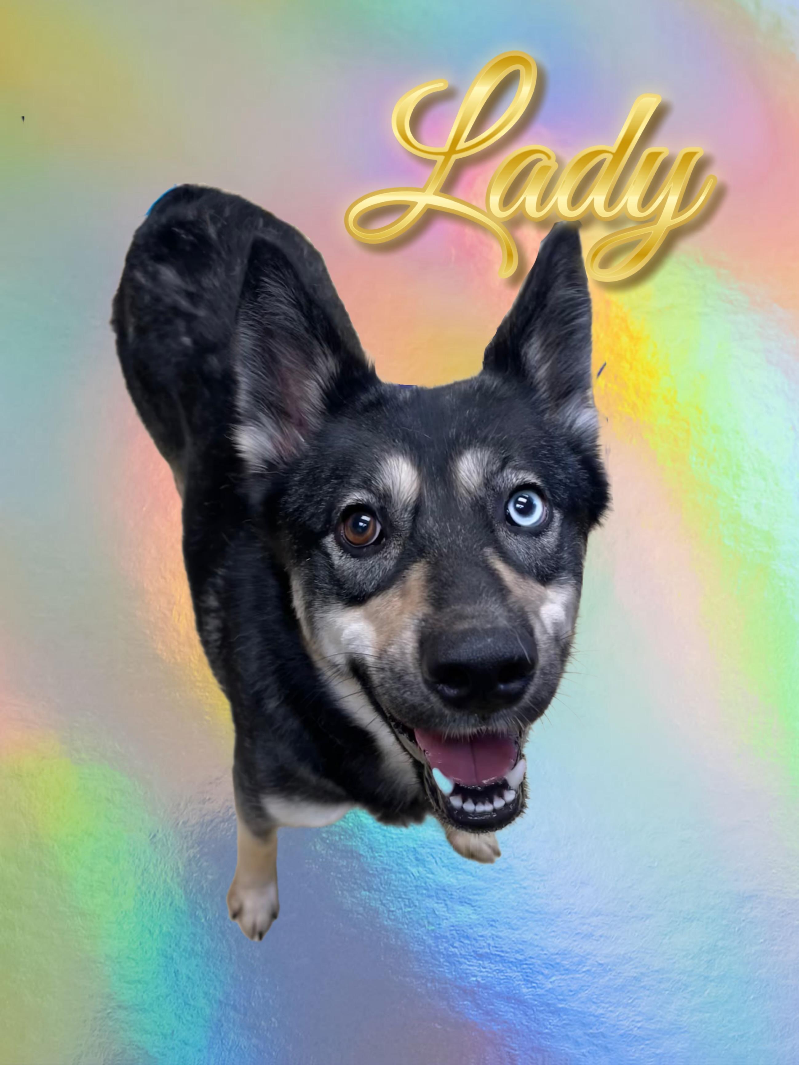 Lady, ADOPTABLE, Young Female Australian Shepherd & Husky.