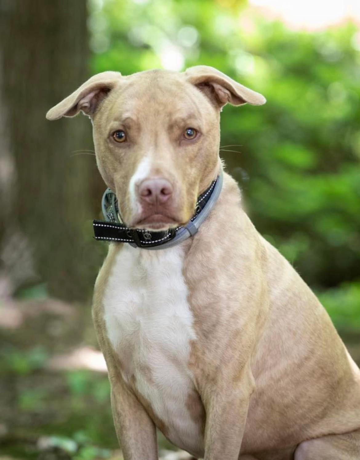 Levi, Adoptable, Adult Male Terrier.