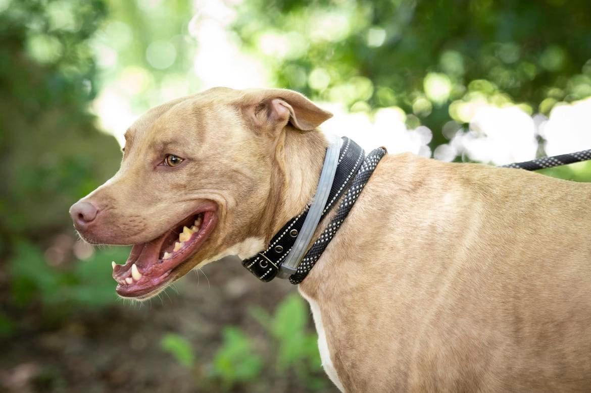 Levi, a Adoptable Terrier in Lewistown, PA image 2/6