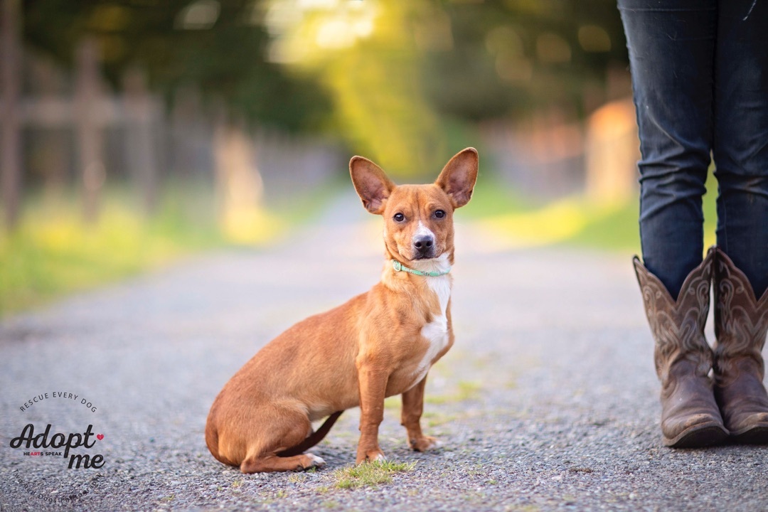 Pablo & Paloma - Pablo, Adoptable, Adult Male Dachshund & Chihuahua.