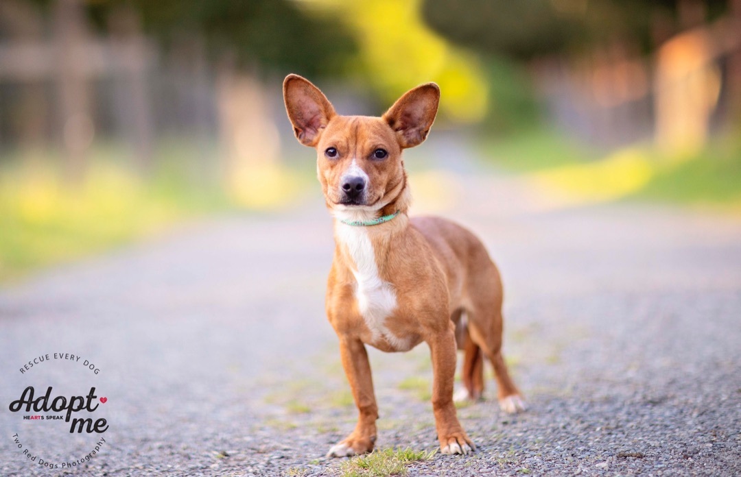 Pablo & Paloma - Pablo, a Adoptable mixed breed in Seattle, WA image 2/12