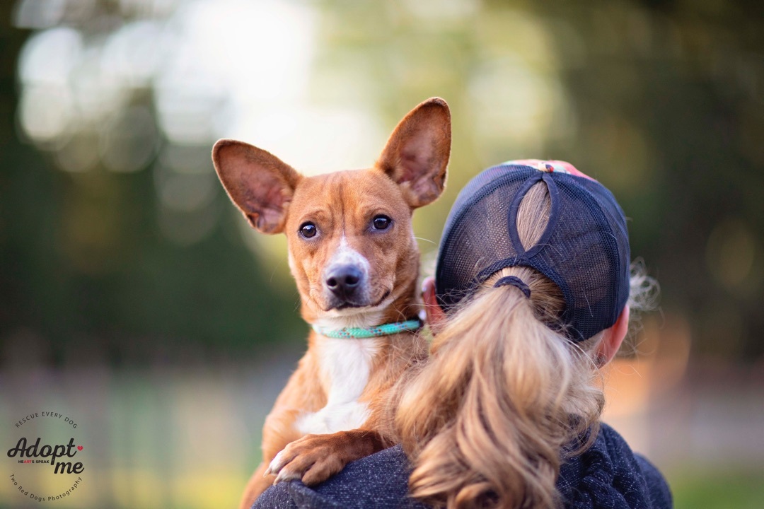 Pablo & Paloma - Pablo, a Adoptable mixed breed in Seattle, WA image 3/12