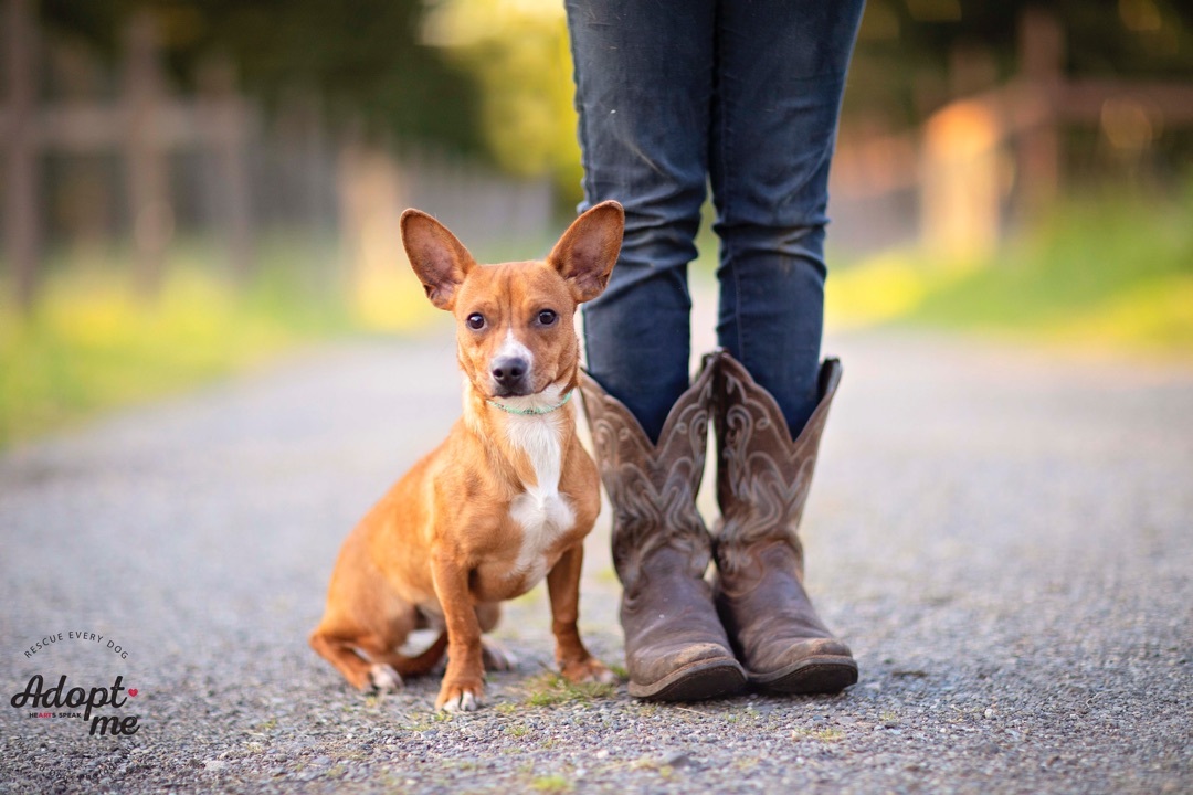Pablo & Paloma - Pablo, a Adoptable mixed breed in Seattle, WA image 4/12