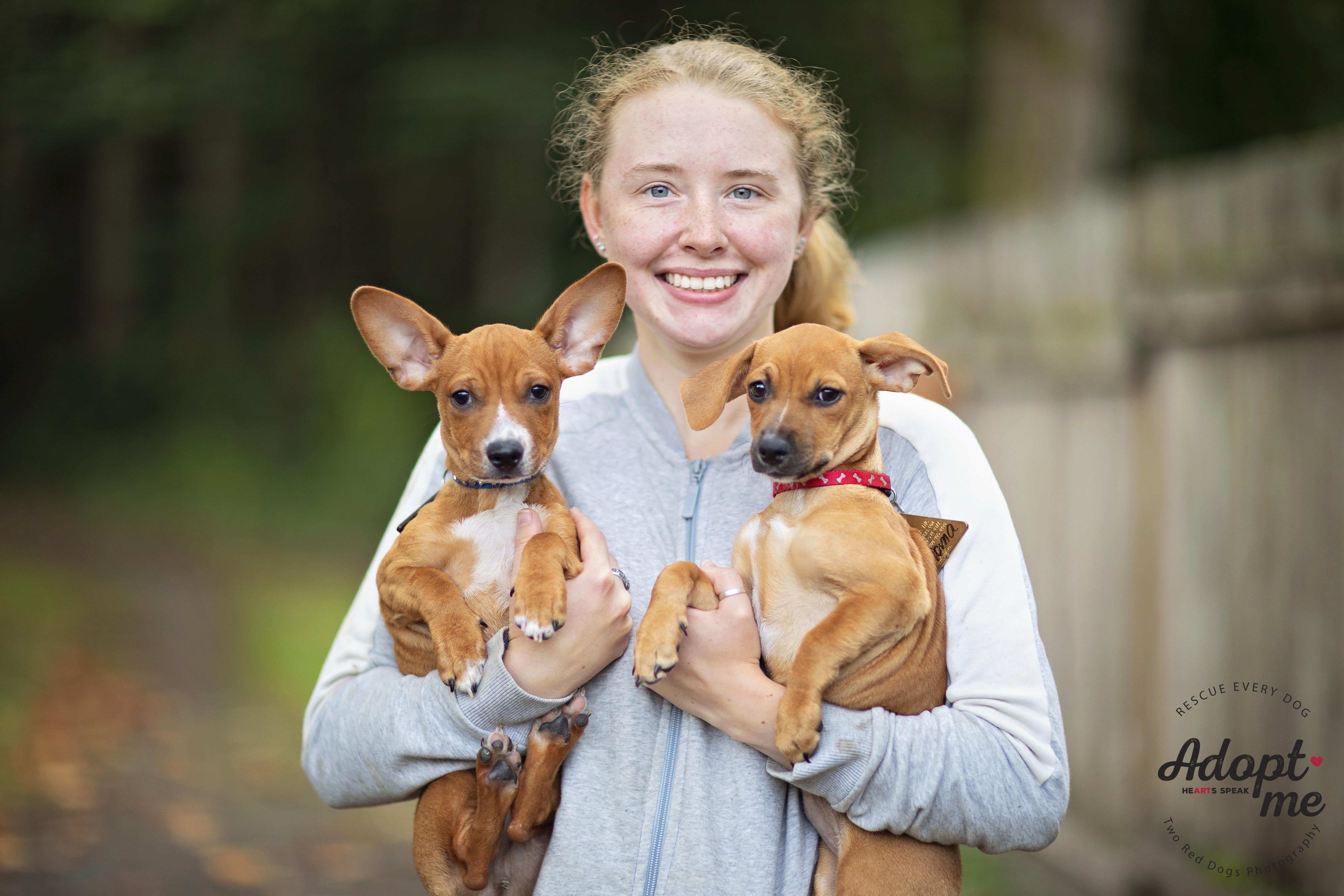 Pablo & Paloma - Pablo, a Adoptable mixed breed in Seattle, WA image 5/12