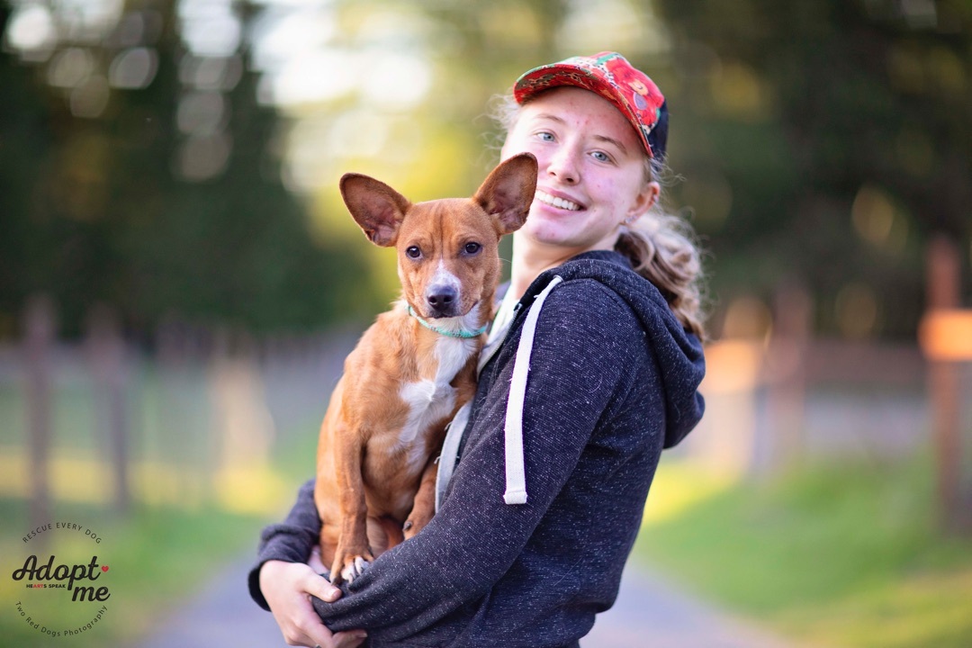 Pablo & Paloma - Pablo, a Adoptable mixed breed in Seattle, WA image 6/12