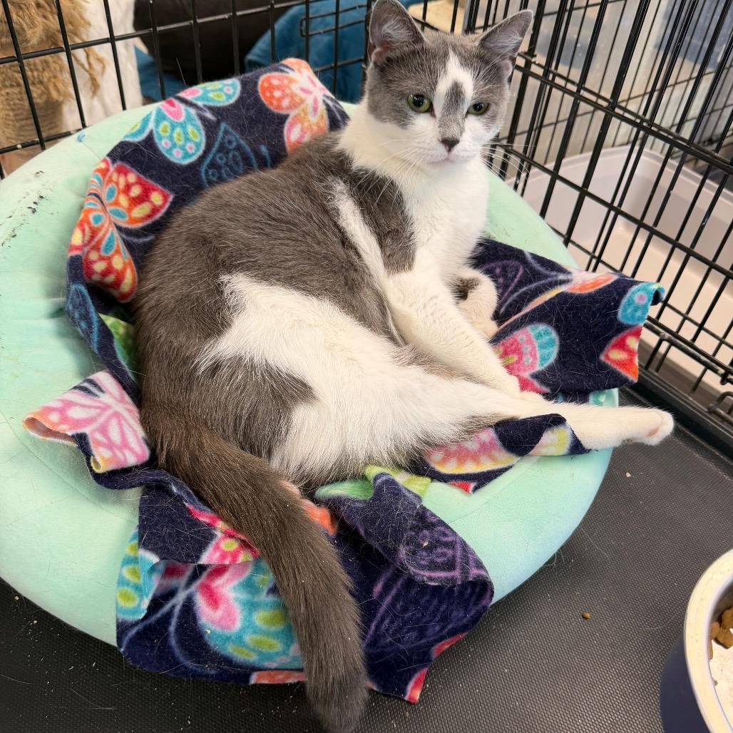 Poptart, Adoptable, Adult Female Domestic Short Hair.