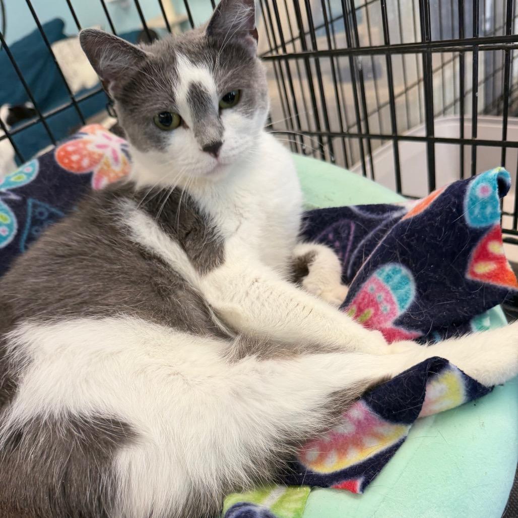 Enlarge Poptart, a Adoptable Domestic Short Hair in PITTSBURGH, PA image 2/4