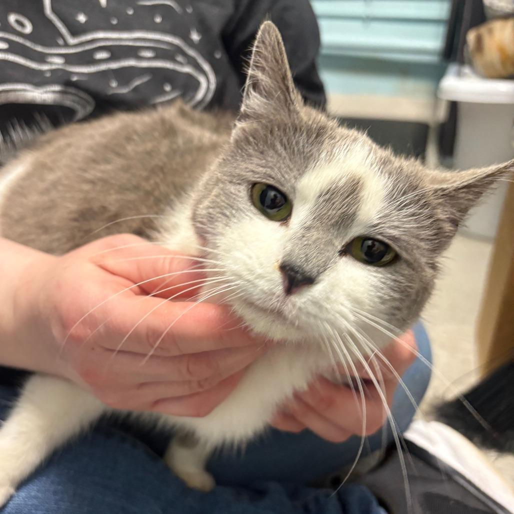 Poptart, Adoptable, Adult Female Domestic Short Hair.