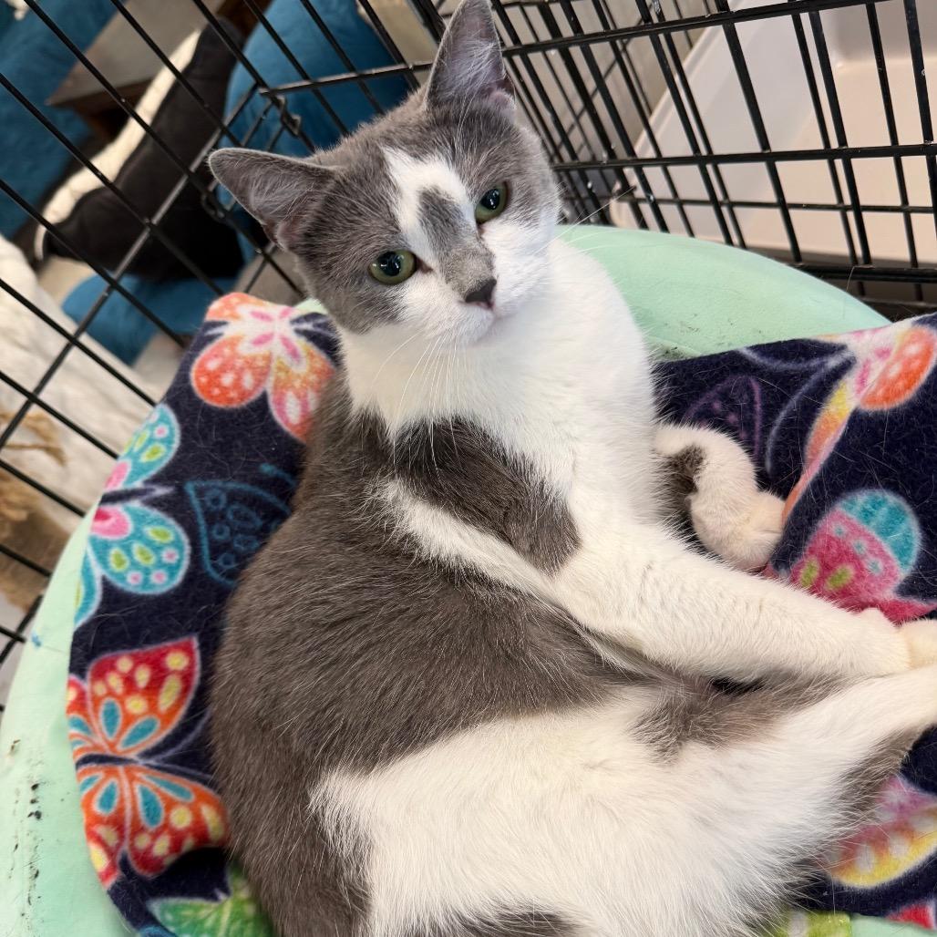 Enlarge Poptart, a Adoptable Domestic Short Hair in PITTSBURGH, PA image 4/4