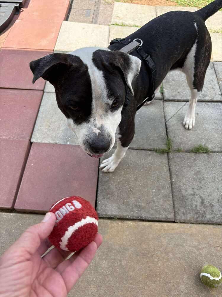 Enlarge Dory, a Adoptable American Bulldog in Milton, FL image 1/6