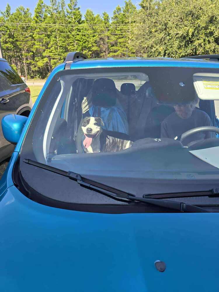 Enlarge Dory, a Adoptable American Bulldog in Milton, FL image 2/6