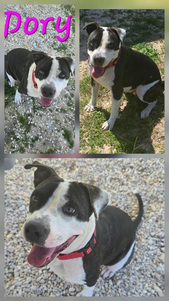 Enlarge Dory, a Adoptable American Bulldog in Milton, FL image 3/6