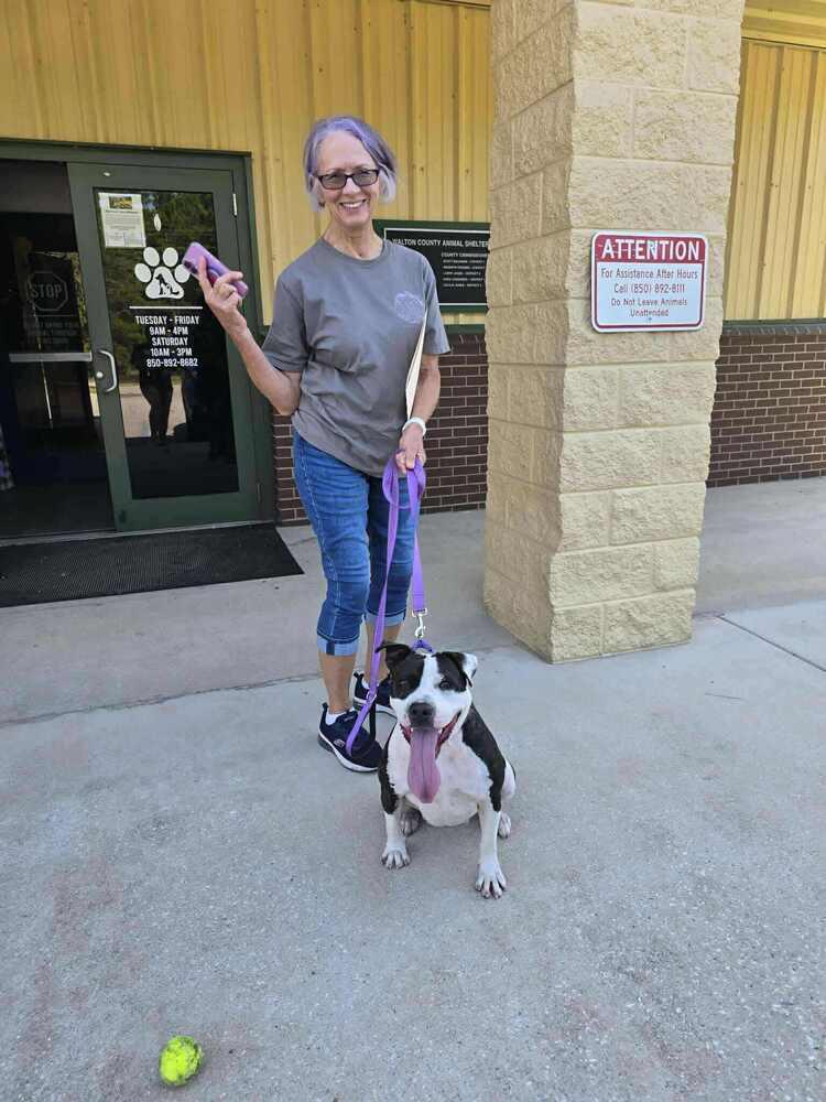 Enlarge Dory, a Adoptable American Bulldog in Milton, FL image 4/6
