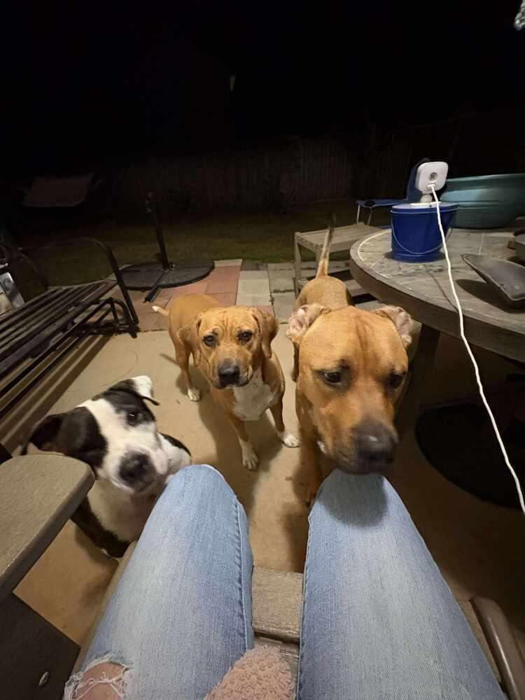 Enlarge Dory, a Adoptable American Bulldog in Milton, FL image 4/6