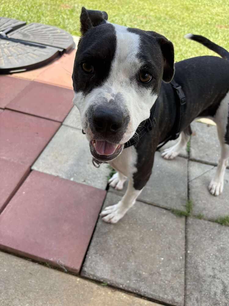 Dory, Adoptable, Young Female American Bulldog.