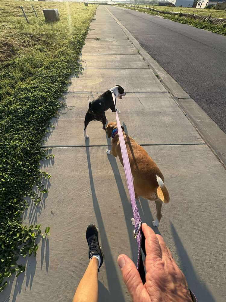 Enlarge Dory, a Adoptable American Bulldog in Milton, FL image 6/6