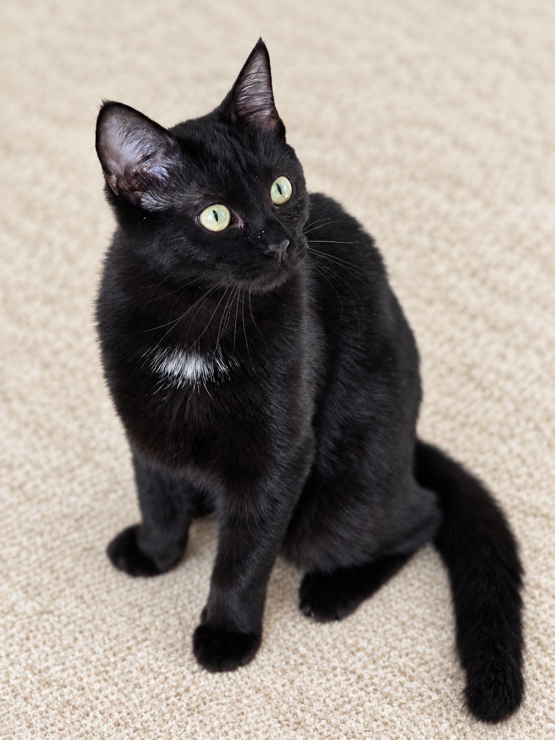 Freya, Adoptable, Kitten Female Domestic Short Hair.