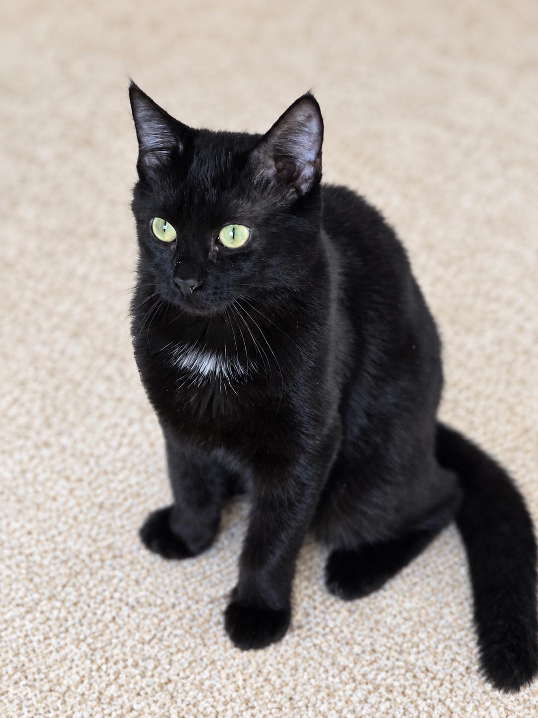 Enlarge Freya, a Adoptable mixed breed in Rio Linda, CA image 2/3