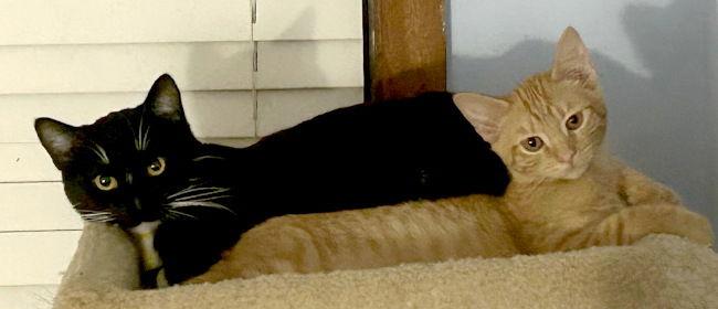 Thin Mint, a Adoptable mixed breed in Oak Ridge, TN image 1/3