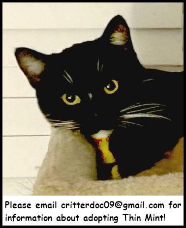 Thin Mint, Adoptable, Adult Male Tuxedo & Domestic Short Hair.