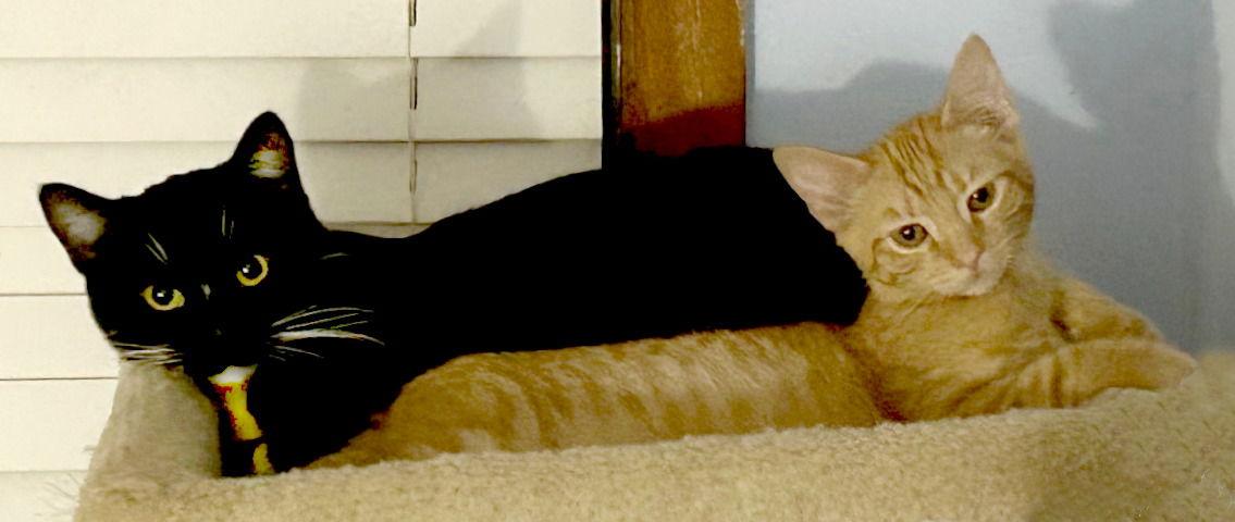 Thin Mint, a Adoptable mixed breed in Oak Ridge, TN image 3/3