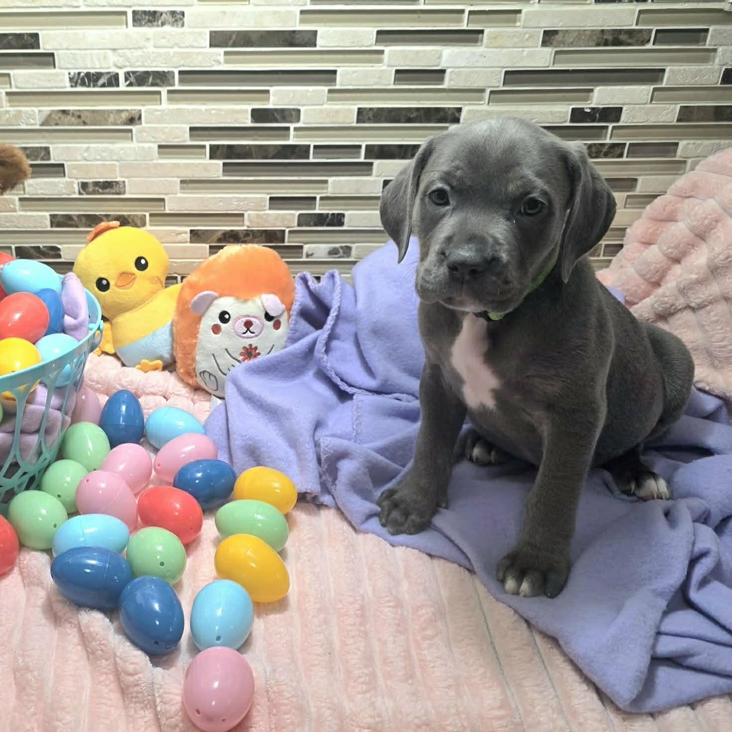 Marella, Adoptable, Puppy Female Cane Corso & Pit Bull Terrier.