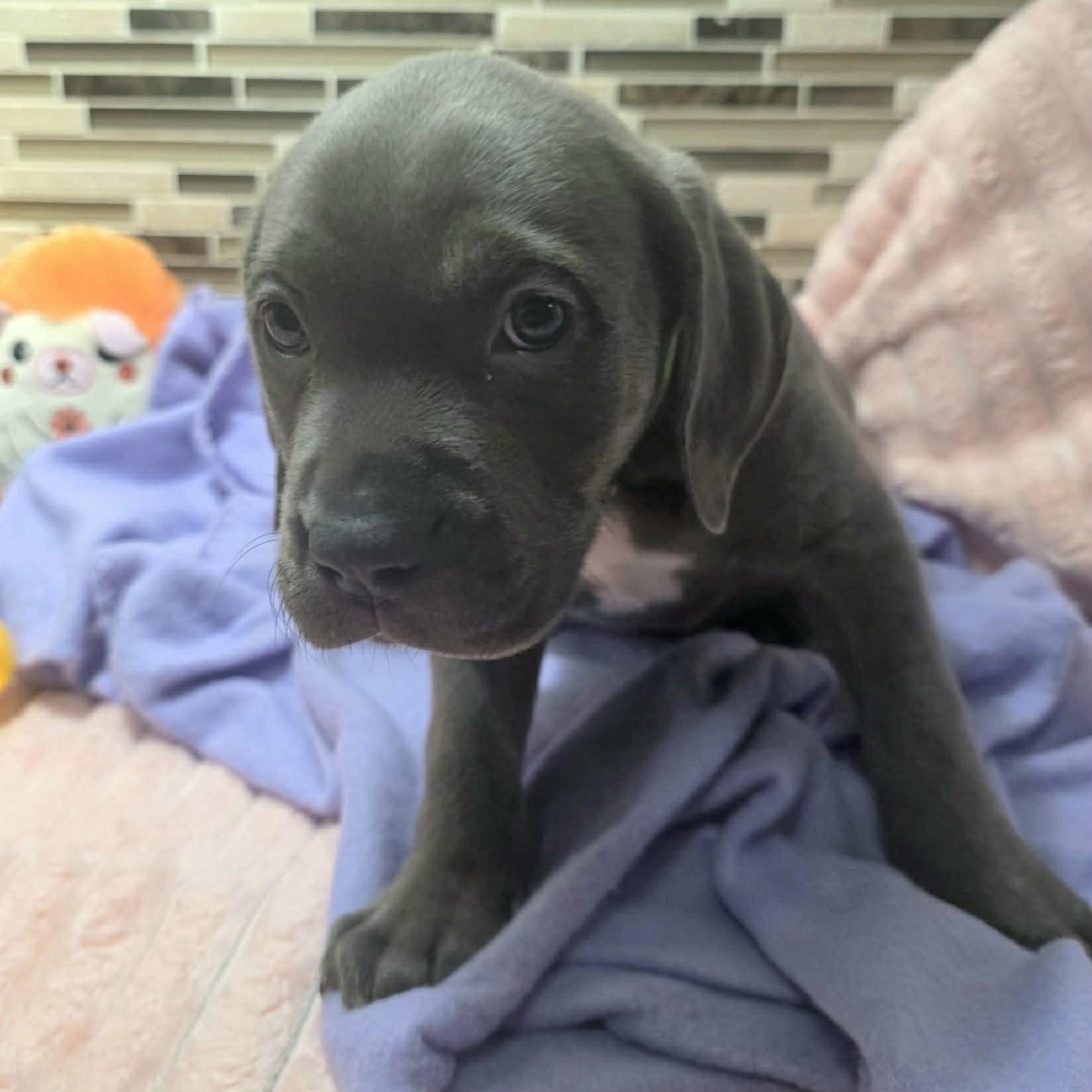 Enlarge Marella, a Adoptable mixed breed in Bryan, TX image 3/3