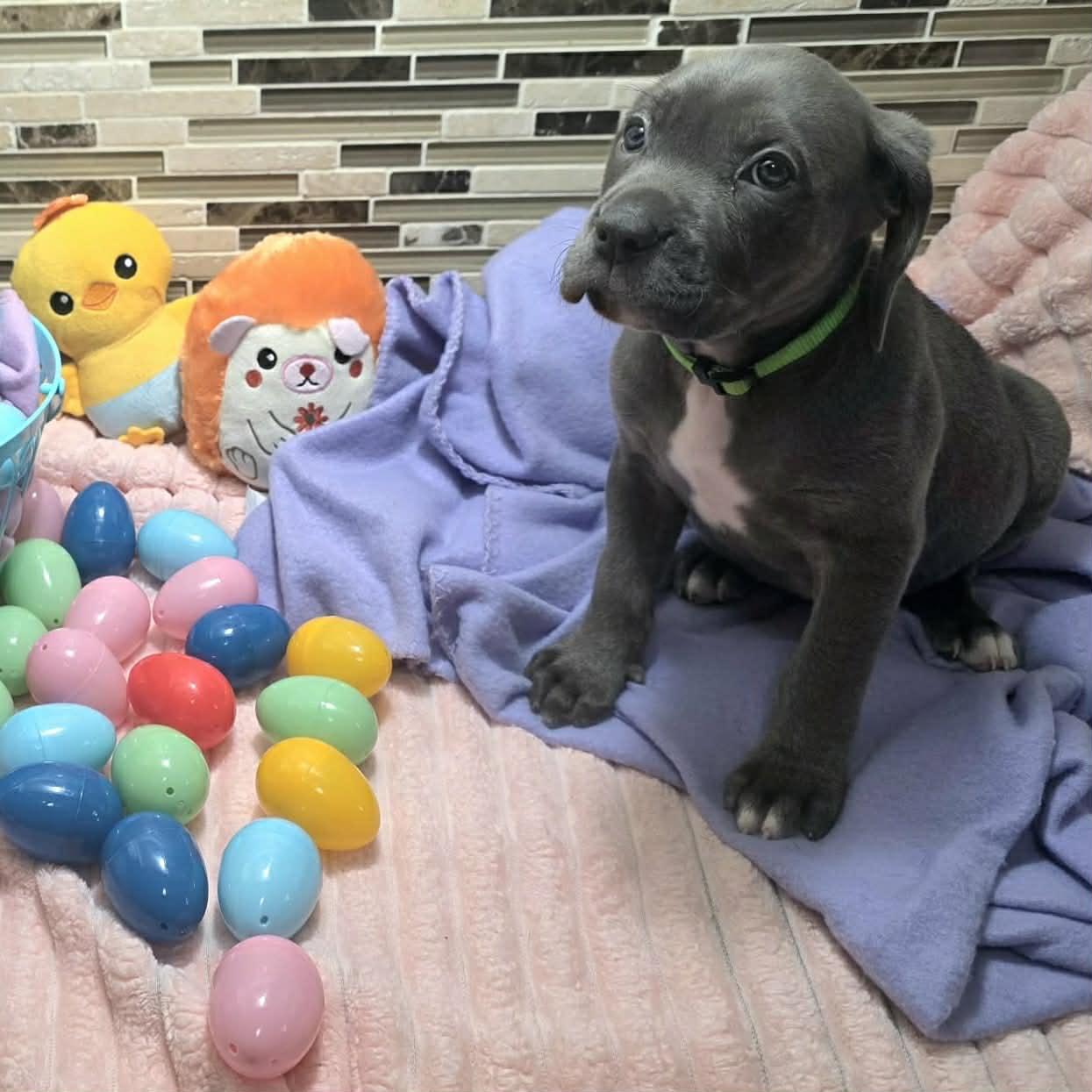 Enlarge Marella, a Adoptable mixed breed in Bryan, TX image 2/3