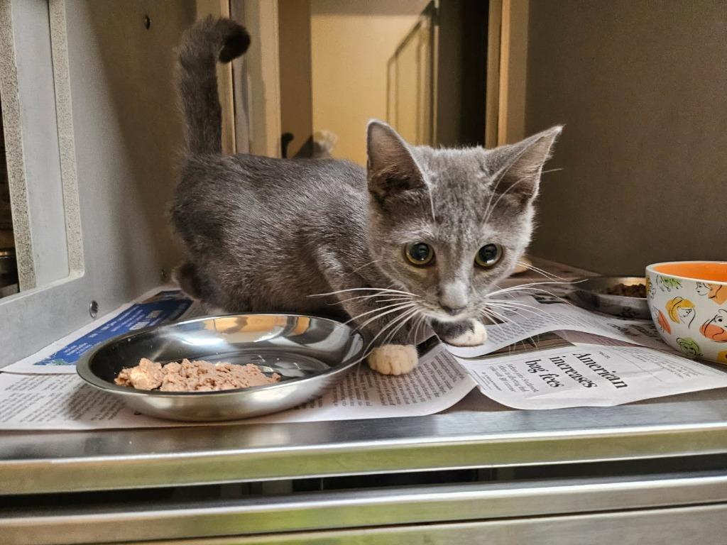 Enlarge Catpurrrnicus, a Adoptable mixed breed in Rowlett, TX image 1/1