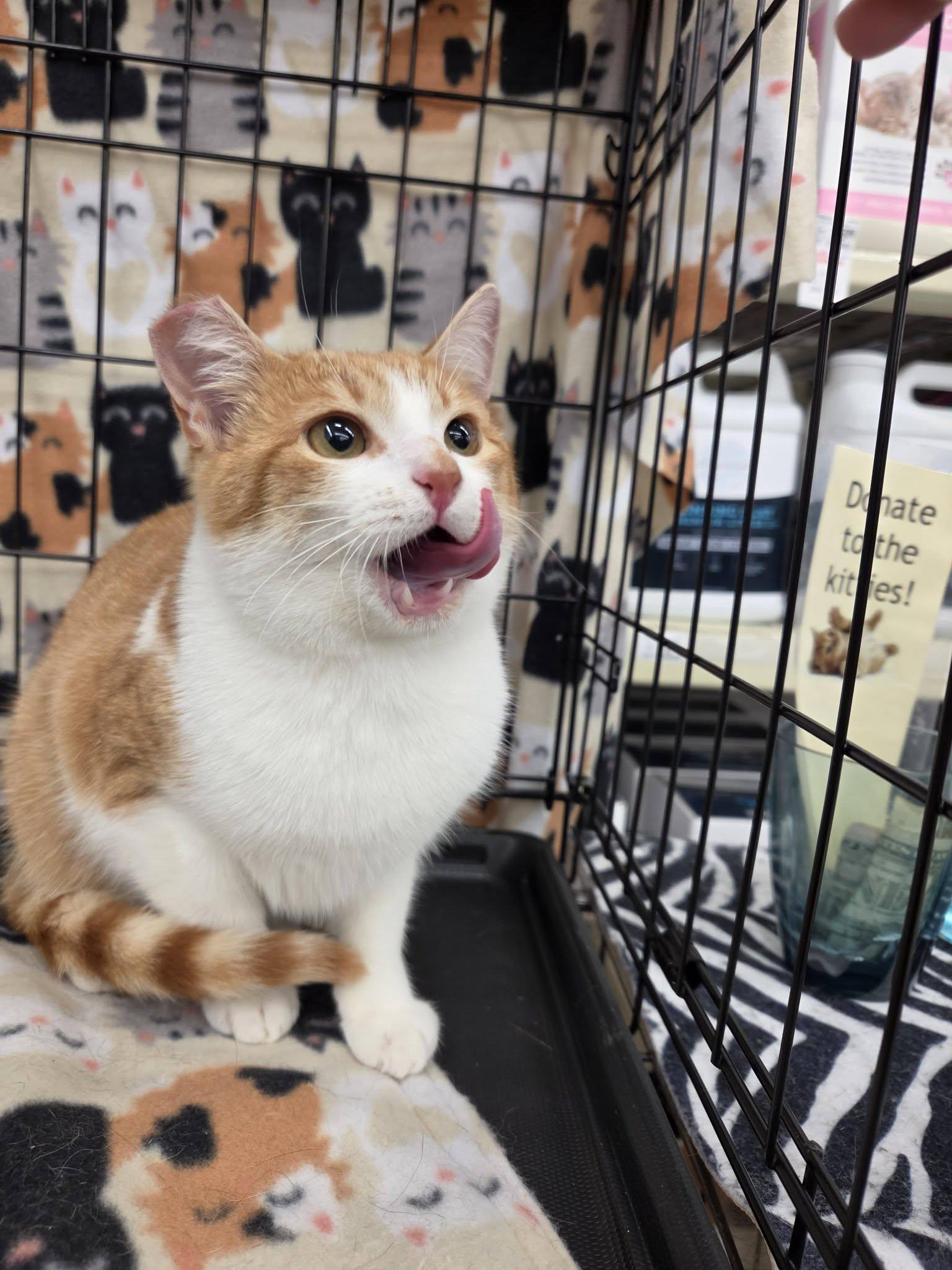 Bamboo, adoptable, Kitten Male Domestic Short Hair.