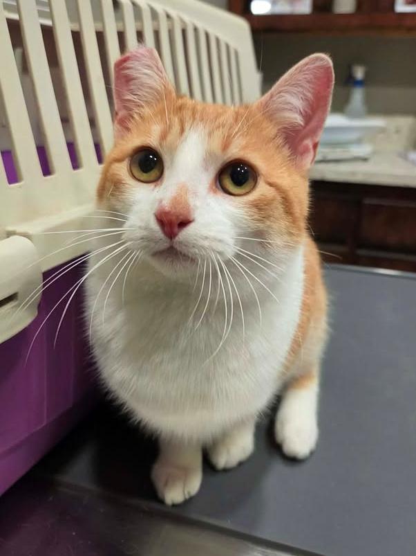 Enlarge Bamboo, a ADOPTABLE Domestic Short Hair in College Station, TX image 3/6