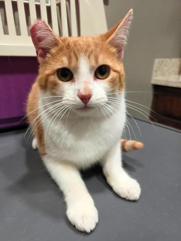 Enlarge Bamboo, a ADOPTABLE Domestic Short Hair in College Station, TX image 2/6