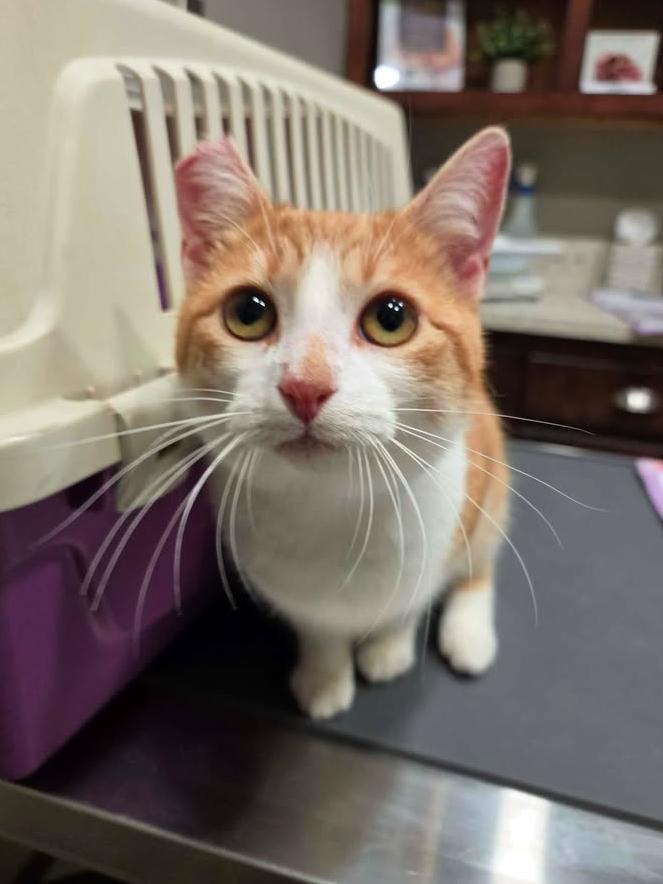 Enlarge Bamboo, a ADOPTABLE Domestic Short Hair in College Station, TX image 4/6