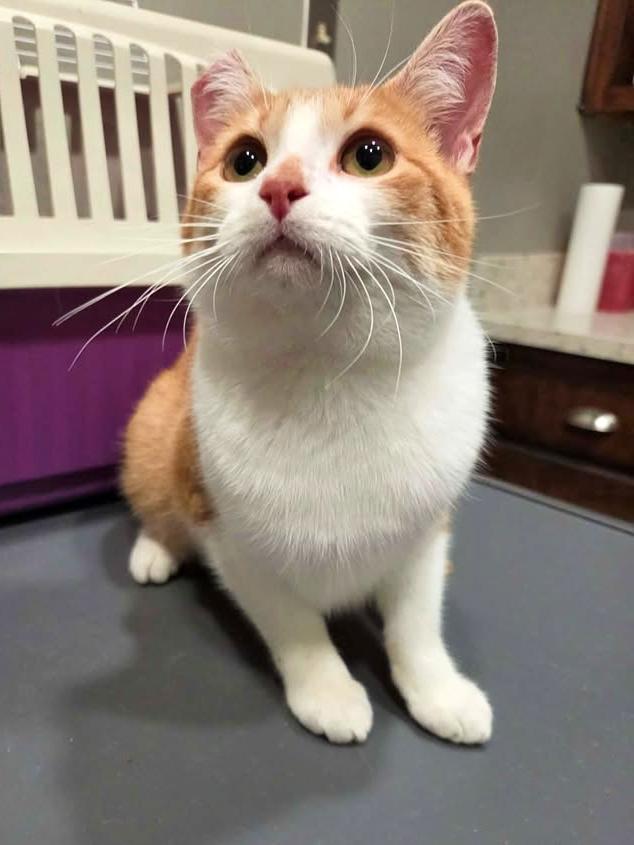 Enlarge Bamboo, a ADOPTABLE Domestic Short Hair in College Station, TX image 5/6