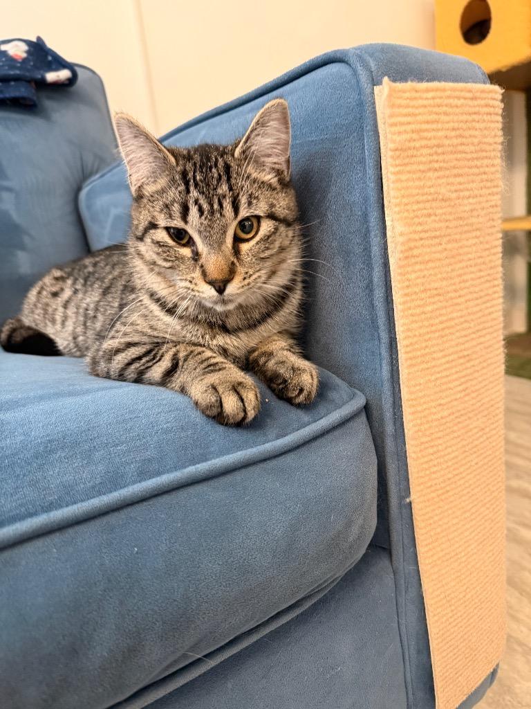 Kit, an adopted Domestic Short Hair in St Regis Falls, NY image 2/2