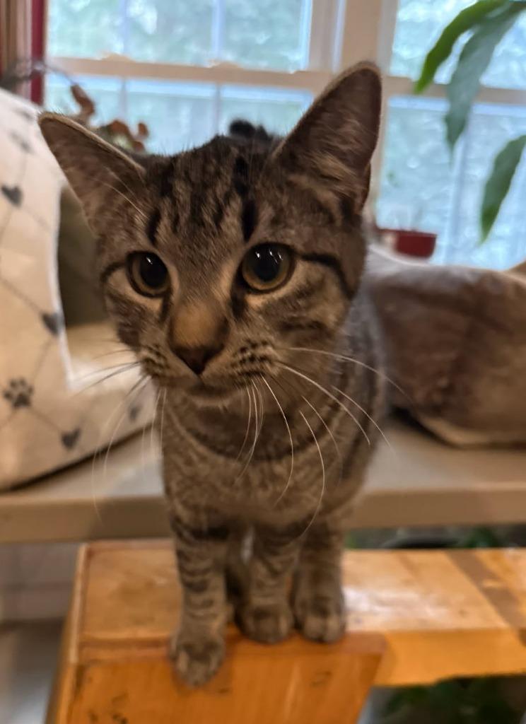 Kit, adopted, Young Female Domestic Short Hair.