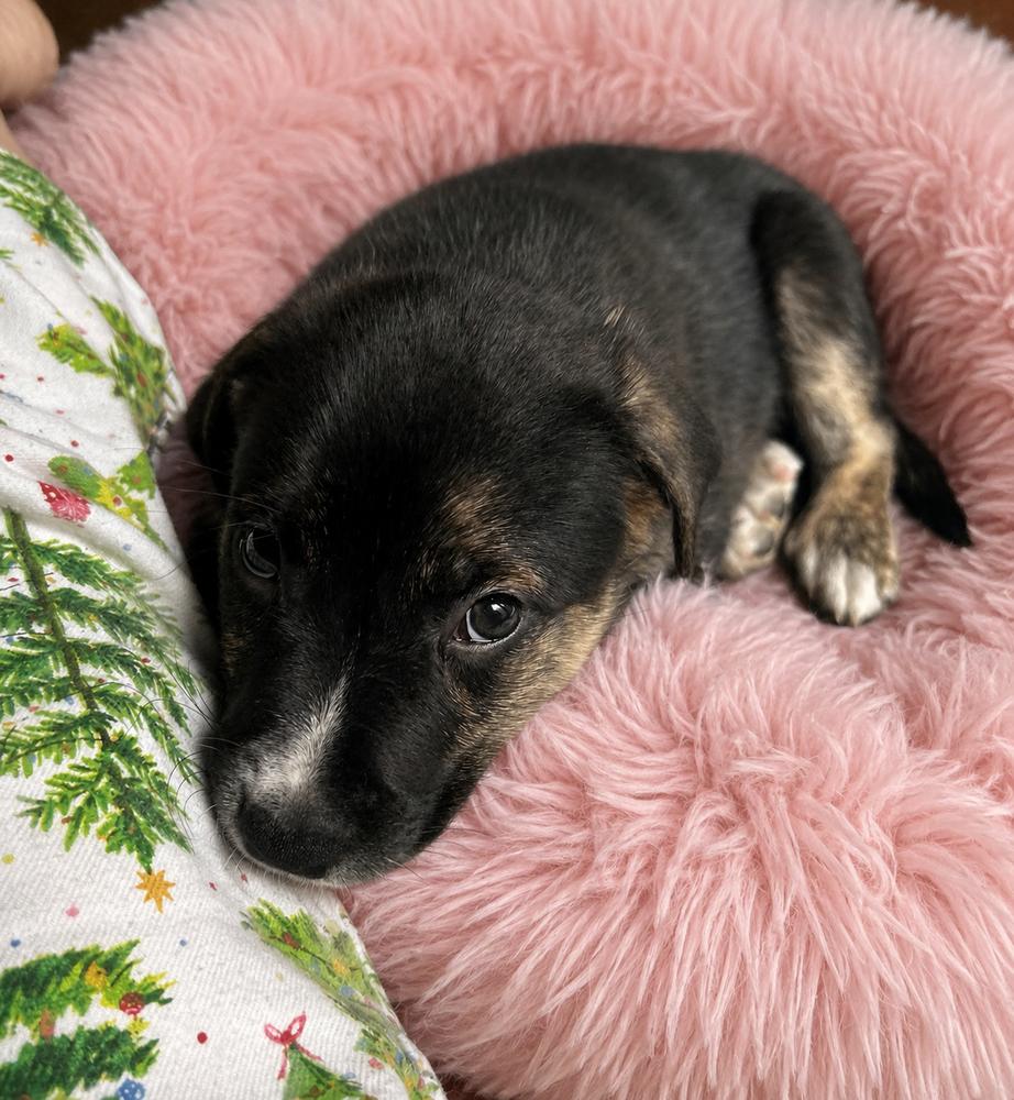 Bear, a Adoptable mixed breed in Jefferson Hills, PA image 1/3