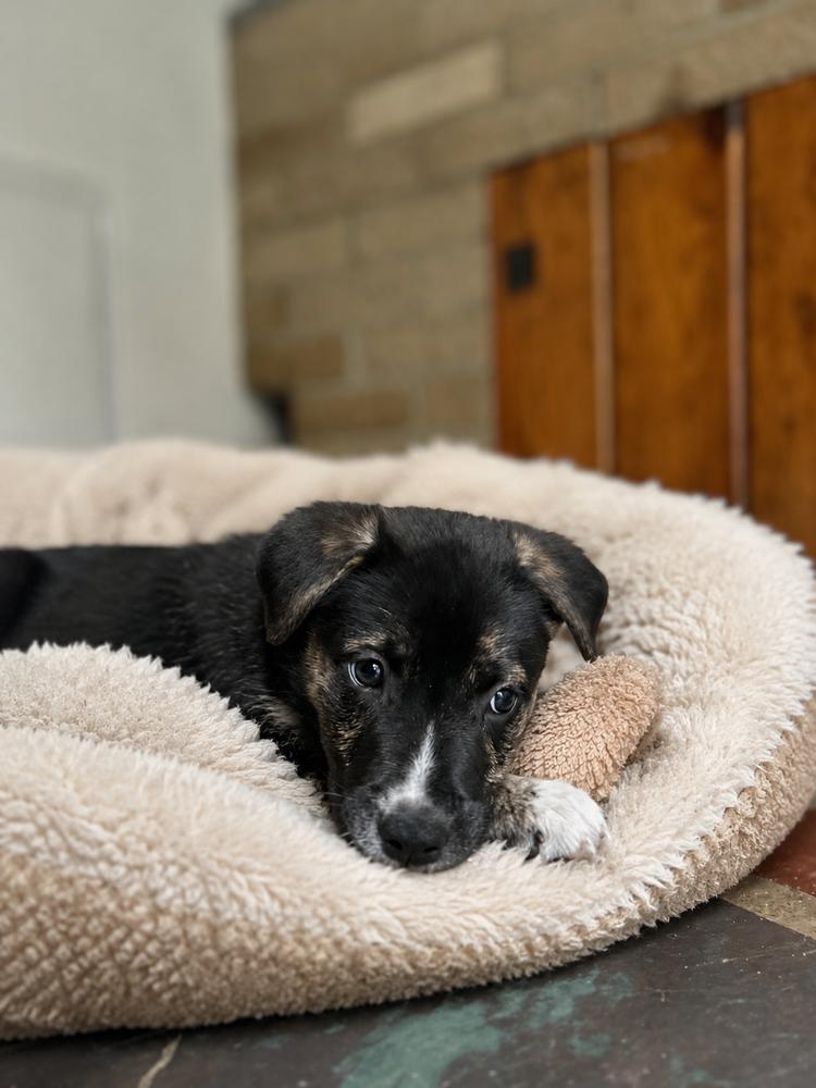 Bear, a Adoptable mixed breed in Jefferson Hills, PA image 2/3