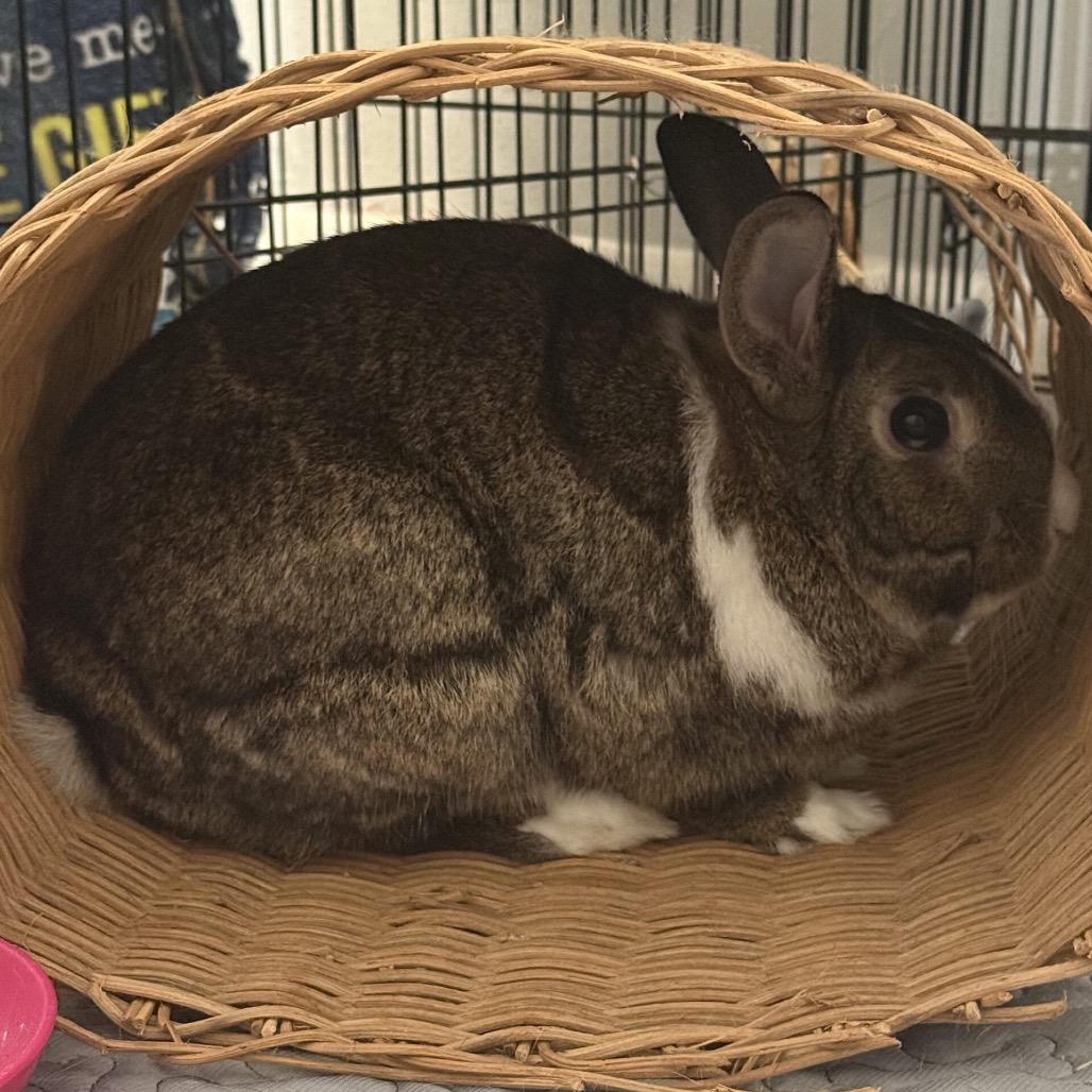 Bunilla Ice photo