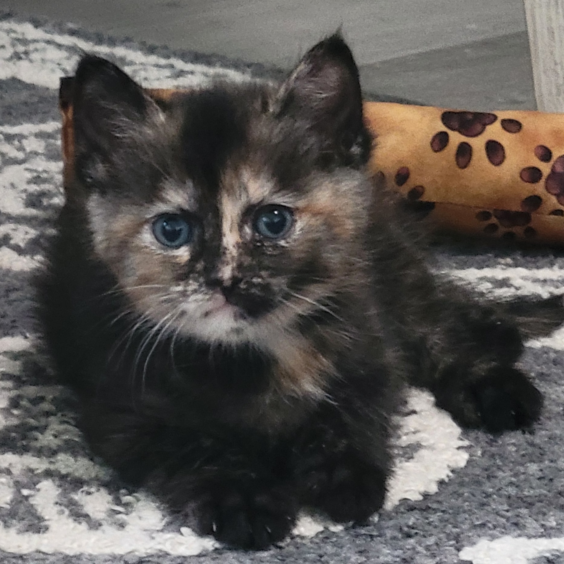 Cat for adoption Latte, a Domestic Short Hair in Southgate, MI