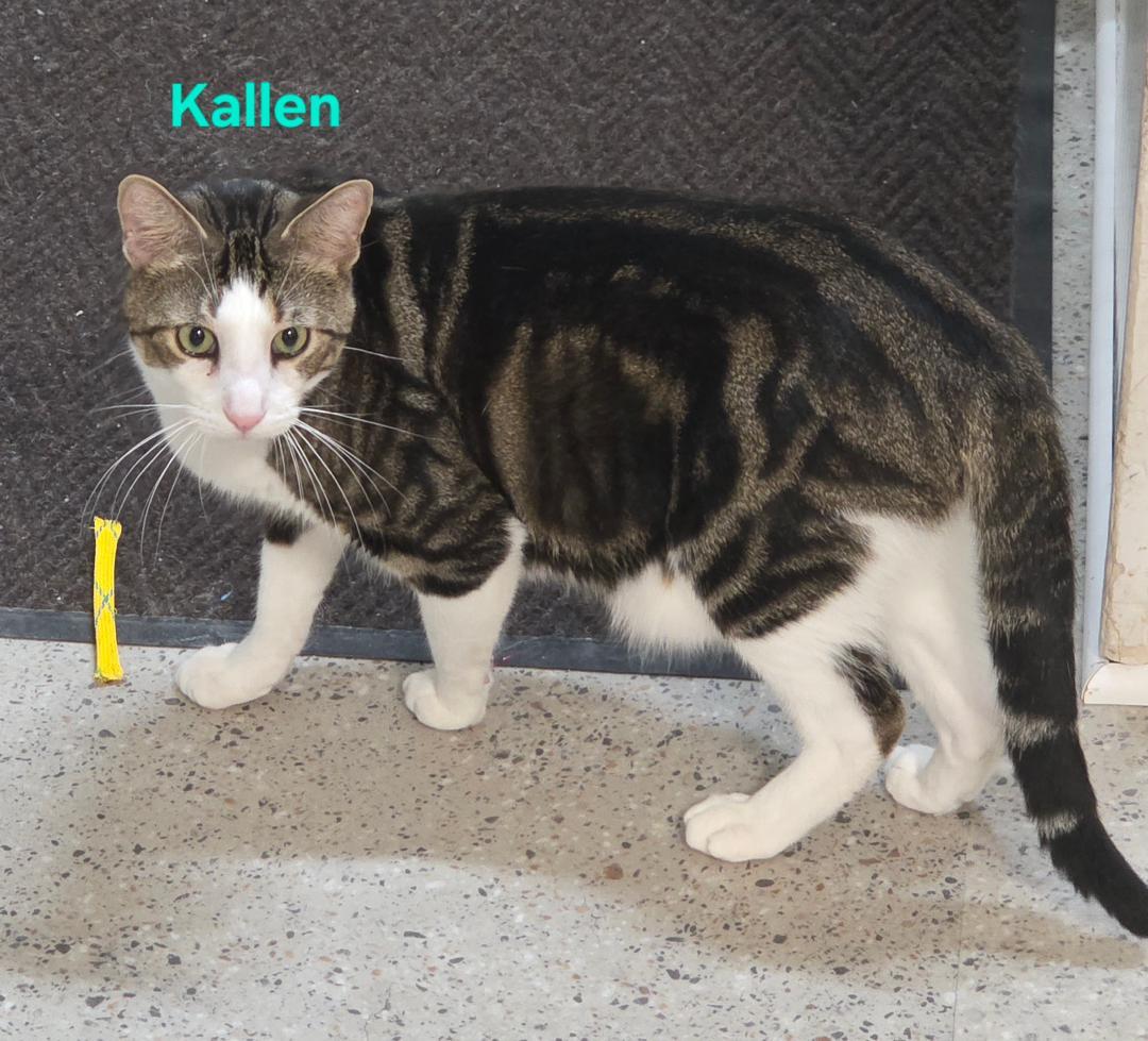 Kallen, Adoptable, Young Male Domestic Medium Hair.