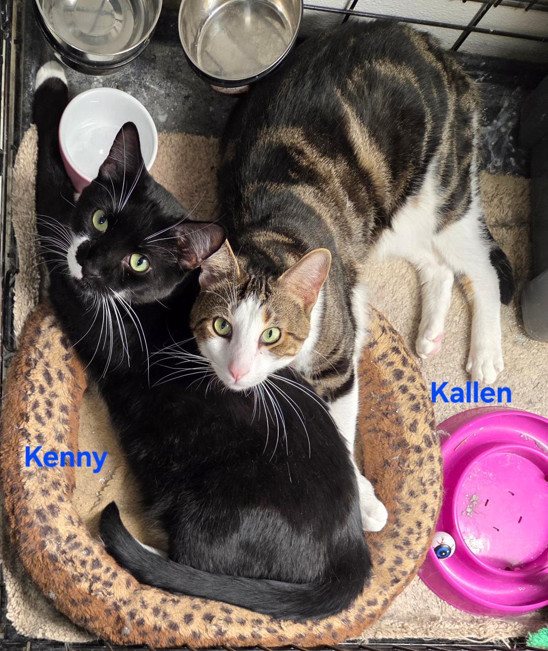 Enlarge Kallen, a Adoptable mixed breed in Whitewater, WI image 6/6