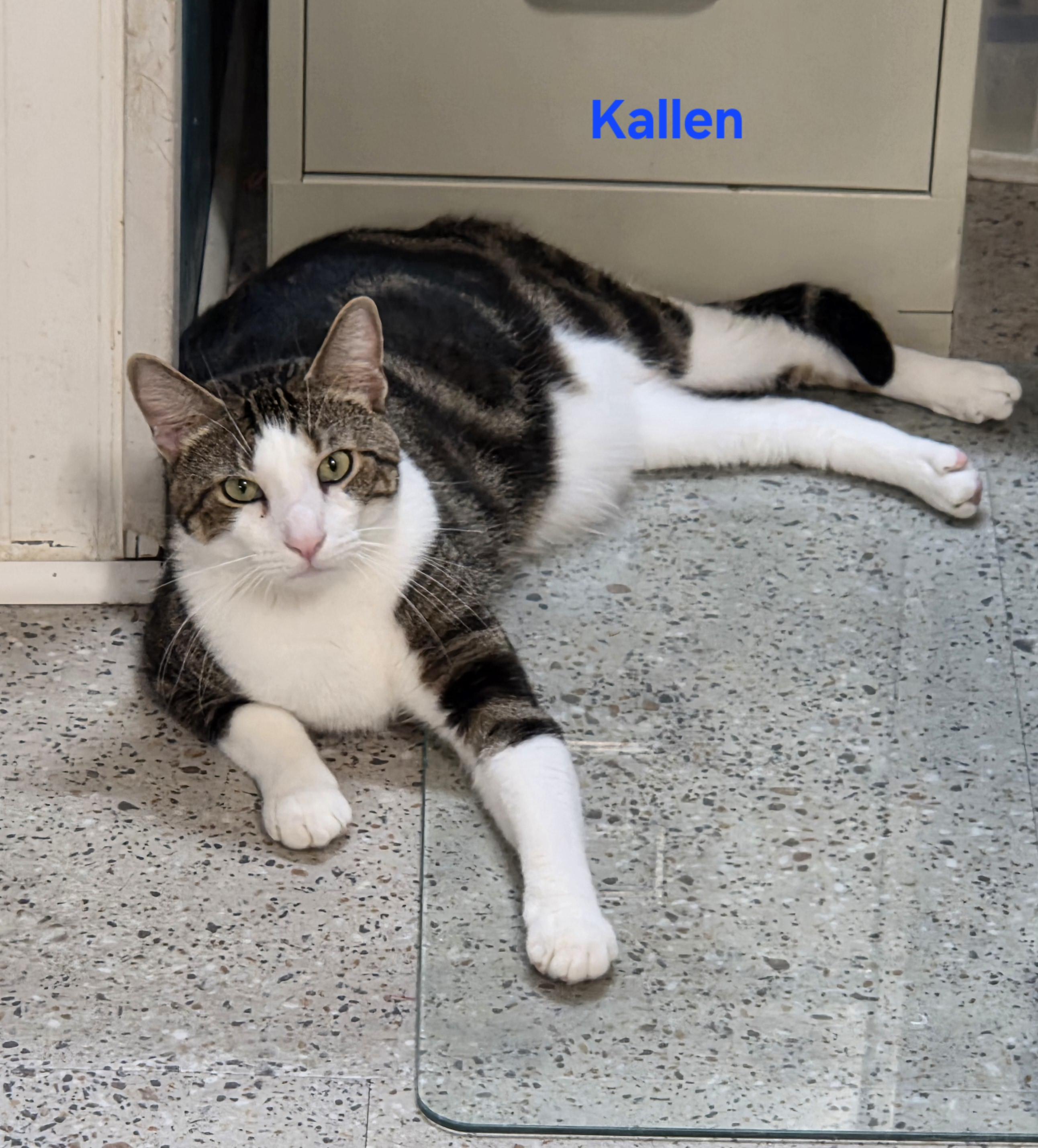 Enlarge Kallen, a Adoptable mixed breed in Whitewater, WI image 2/6