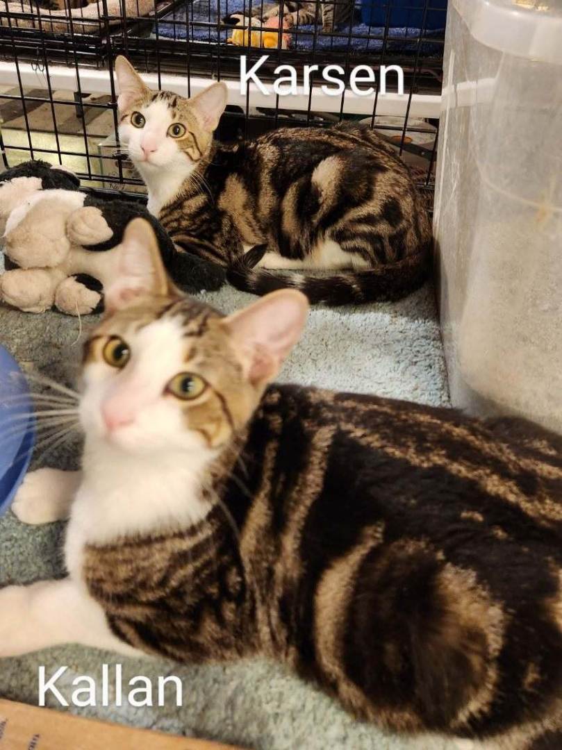 Kallen, Adoptable, Young Male Domestic Medium Hair.