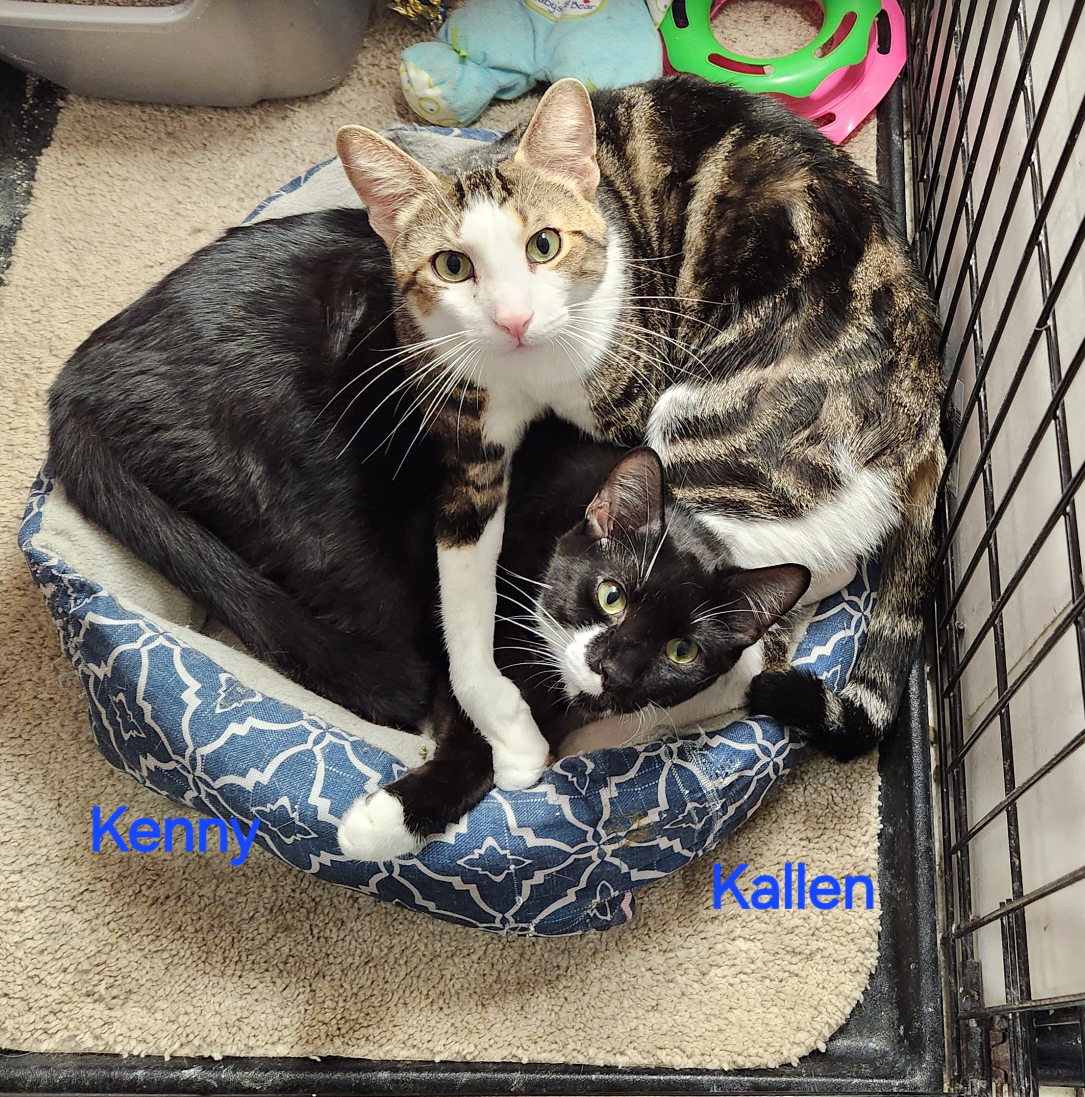 Kallen, an adoptable Domestic Medium Hair in Whitewater, WI, 53190 | Photo Image 4