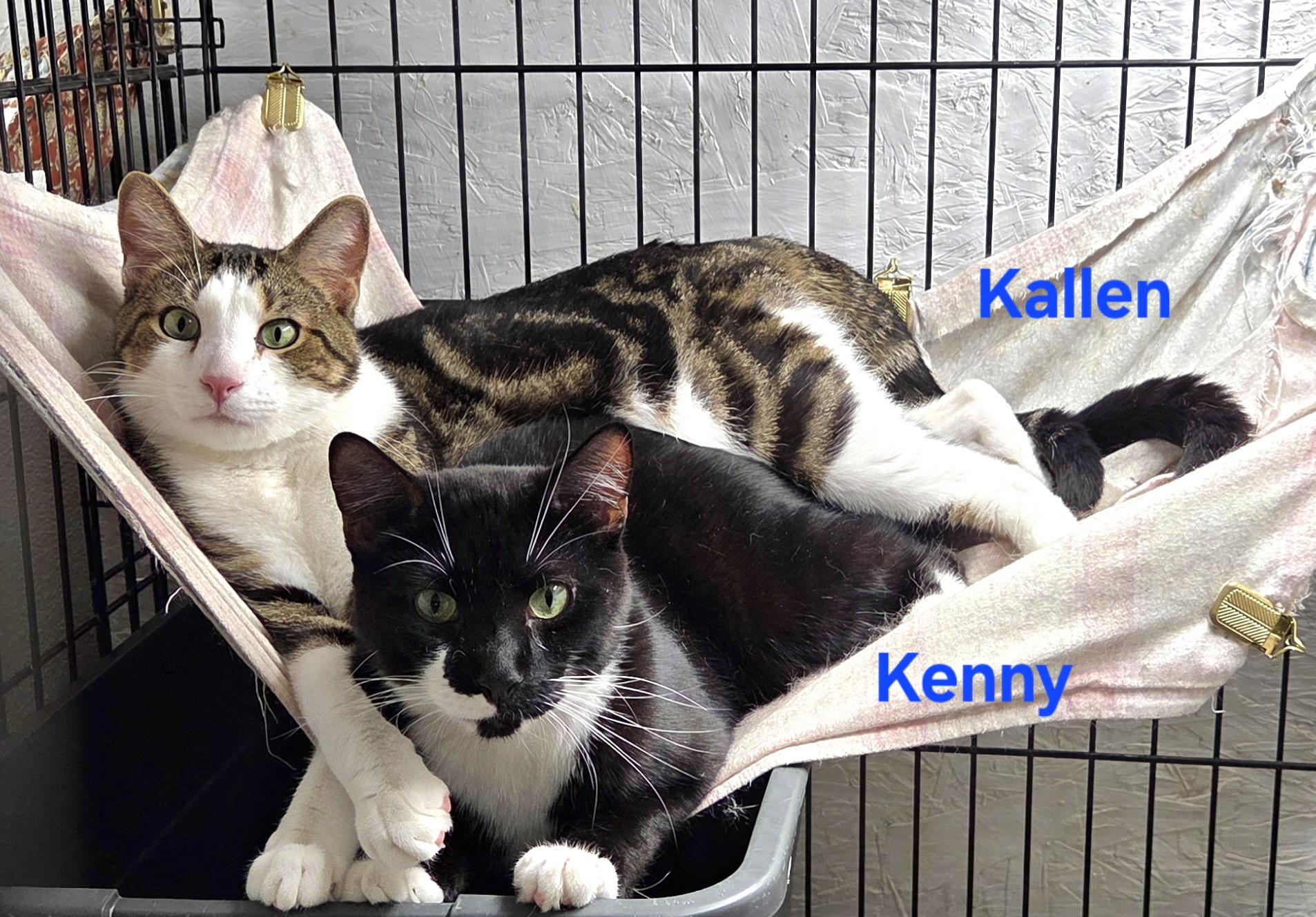 Enlarge Kallen, a Adoptable mixed breed in Whitewater, WI image 5/6