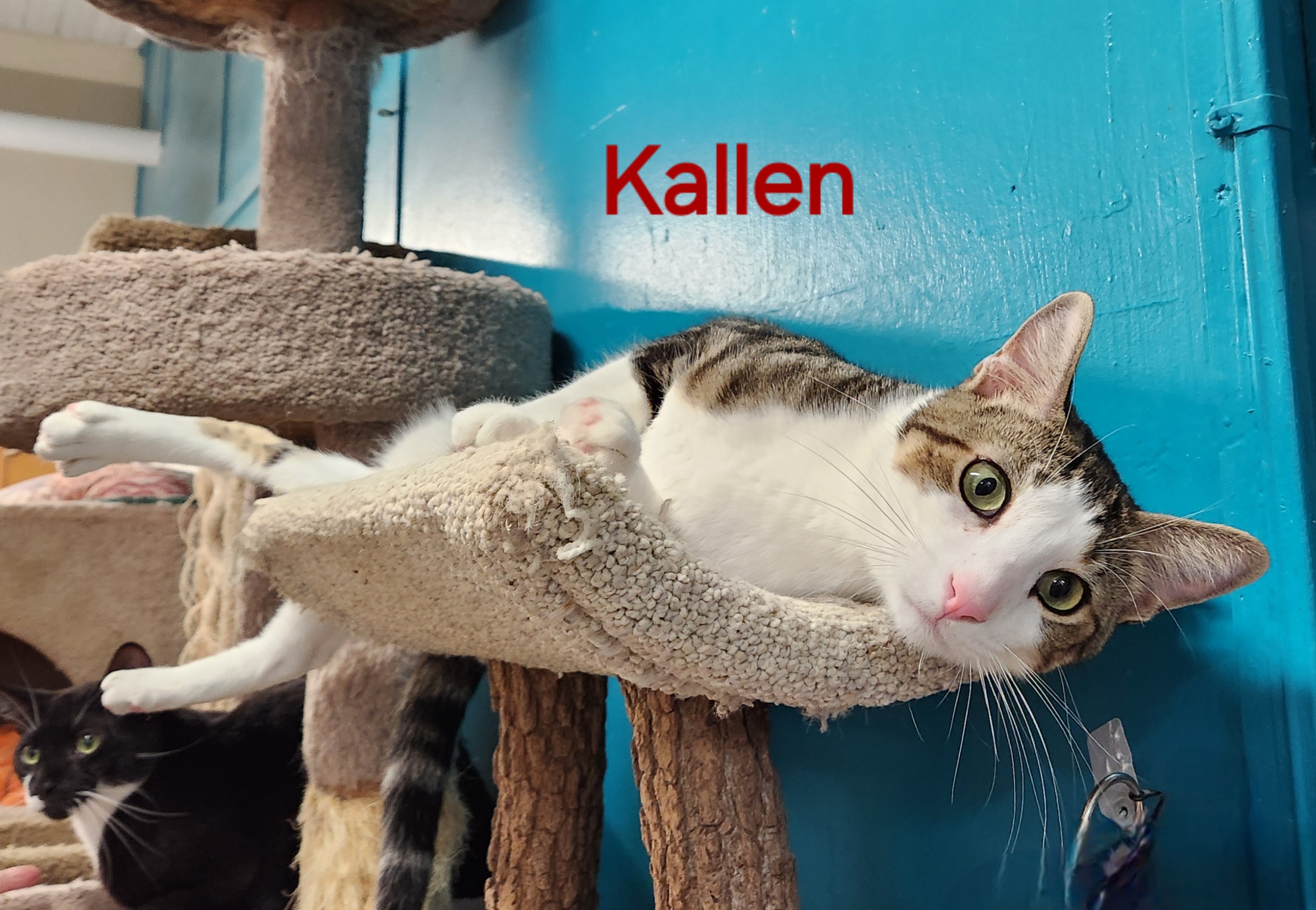 Kallen, a Adoptable mixed breed in Whitewater, WI image 3/4