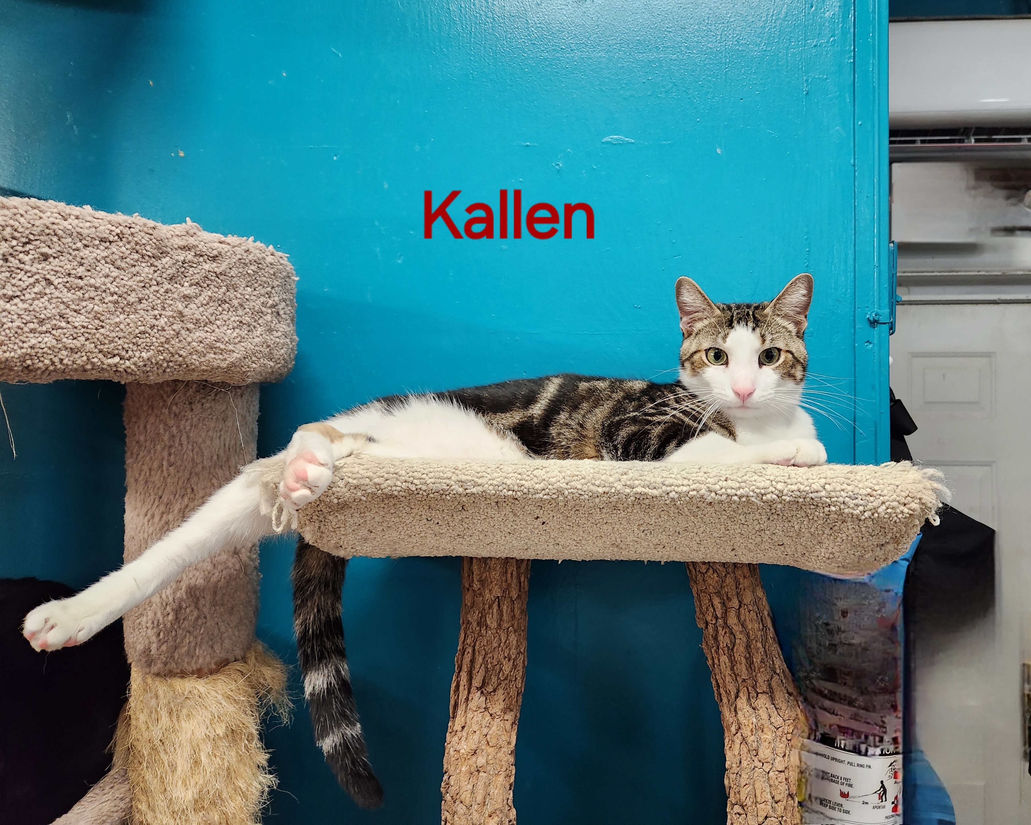 Kallen, a Adoptable mixed breed in Whitewater, WI image 2/4