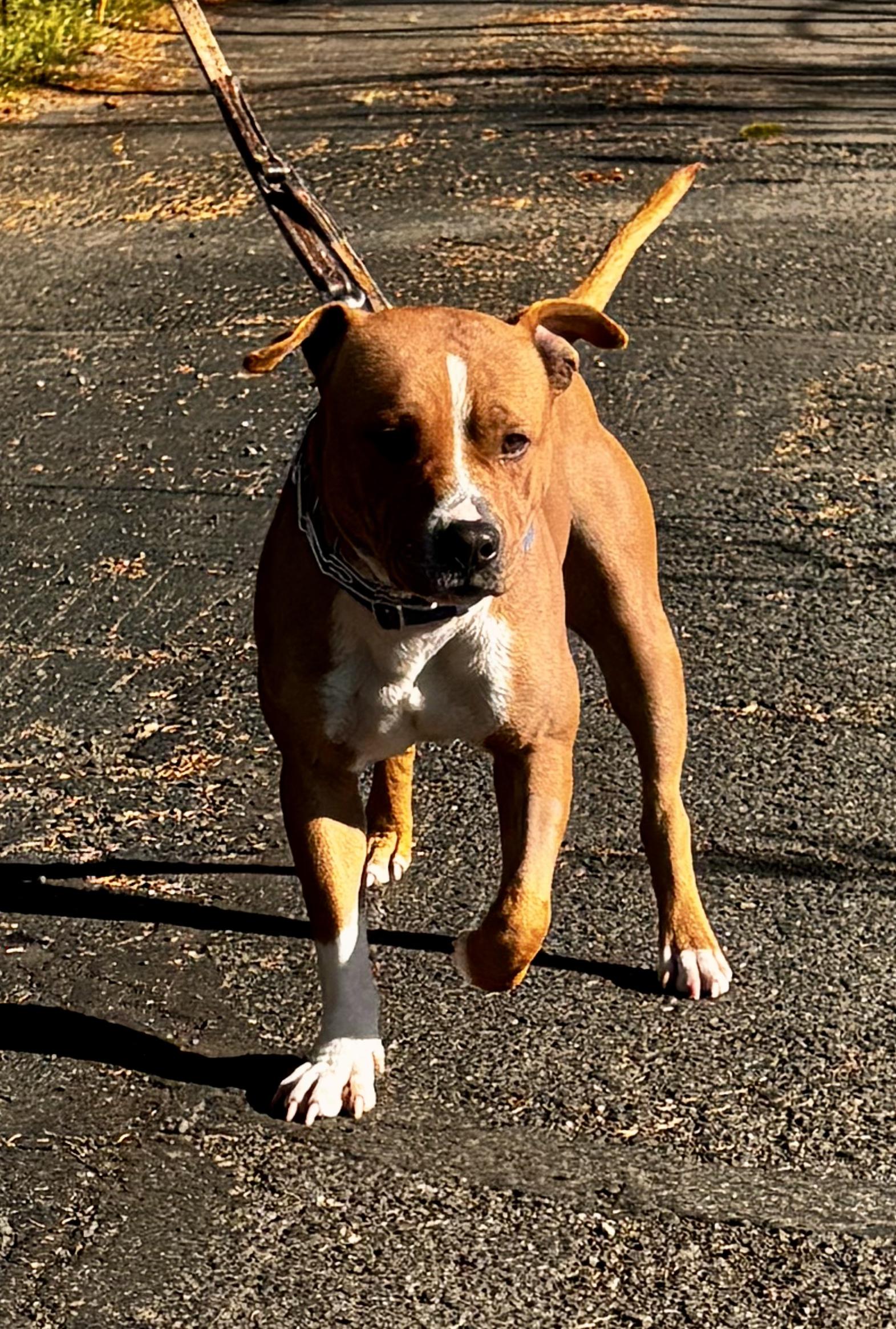 Enlarge Bode, a Adoptable mixed breed in Elmira, NY image 4/5