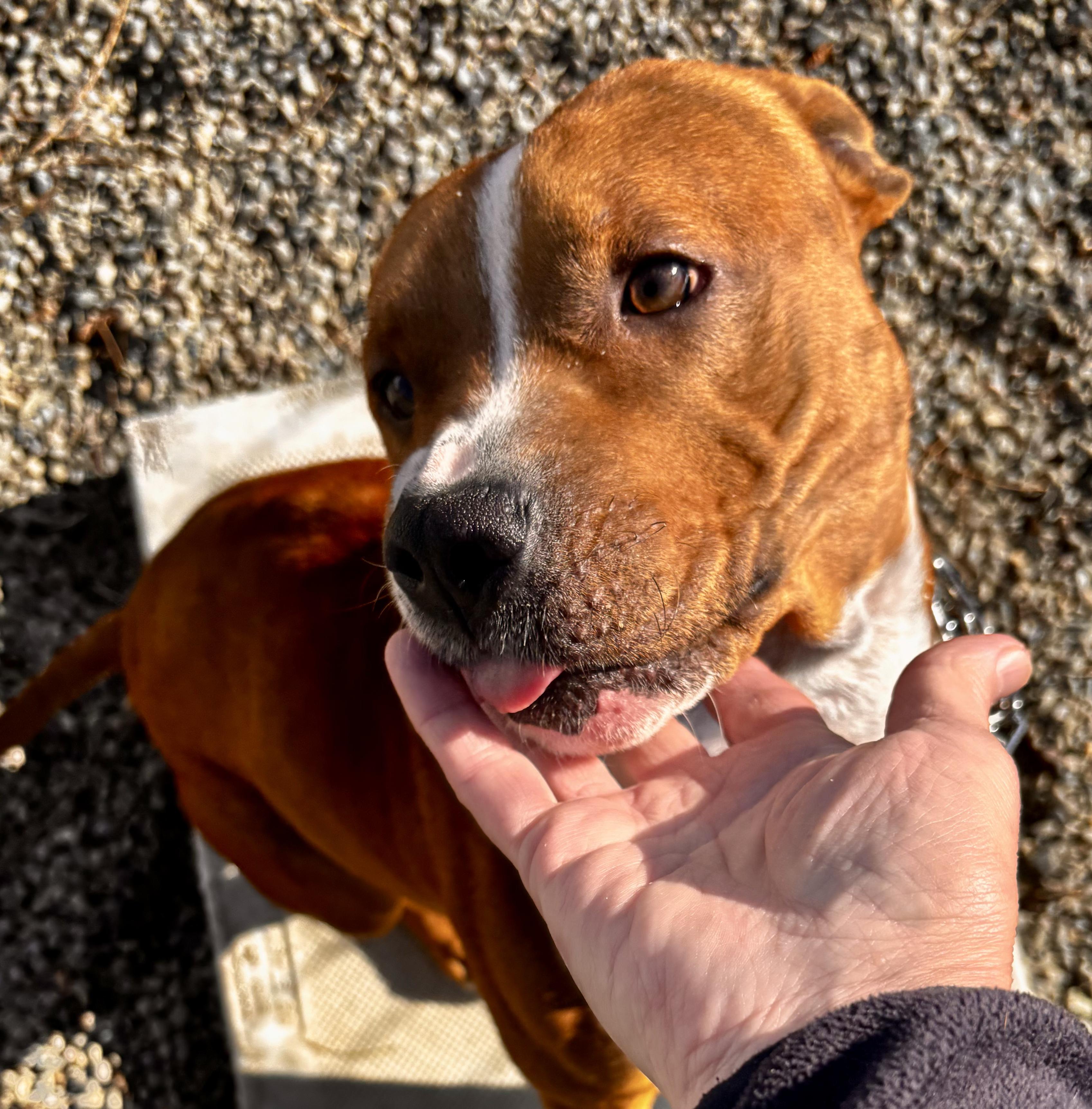 Enlarge Bode, a Adoptable mixed breed in Elmira, NY image 5/5